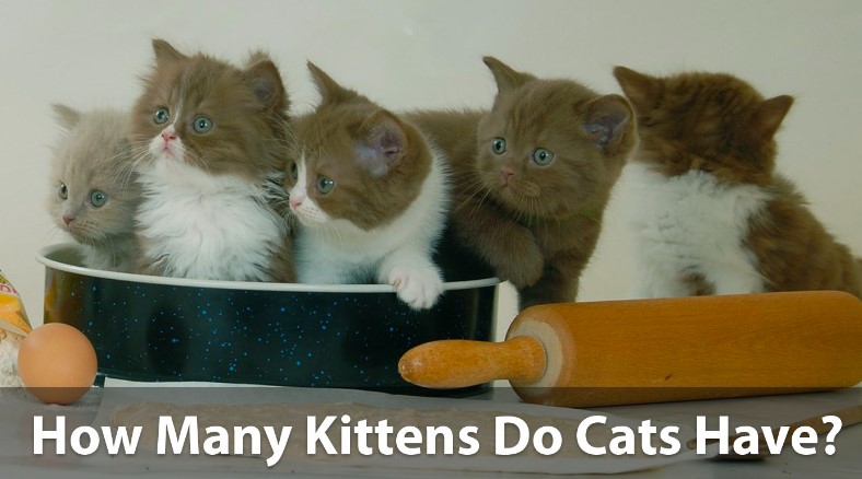 How Many Kittens Can a Cat Have