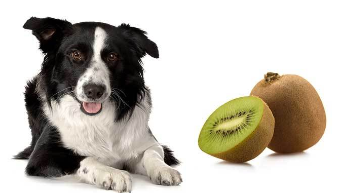 Can Dogs Eat Kiwi