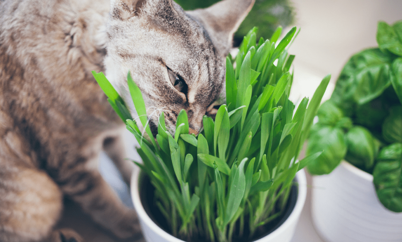 Cat Grass Benefits