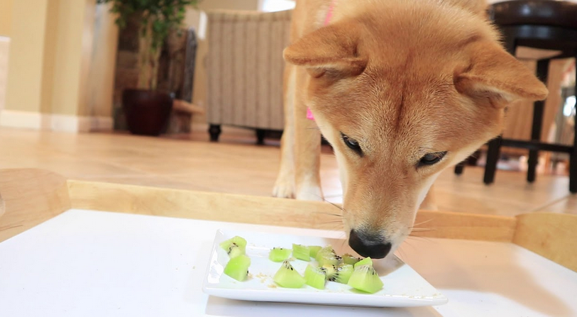 Can dogs have bananas?