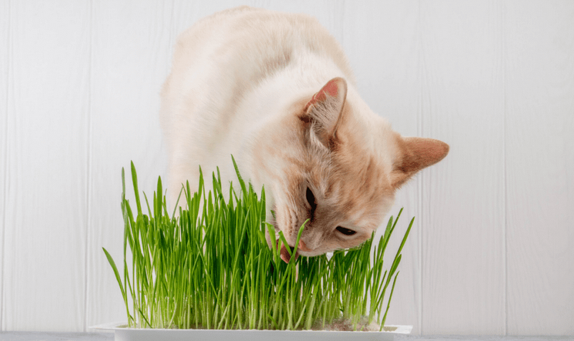 Should I give my cat grass everyday?