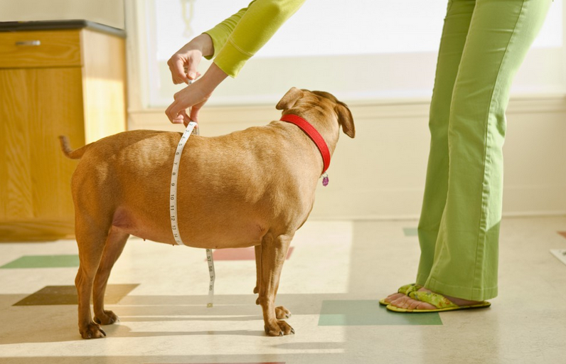 Exercise and Feeding Tips For Obese Dogs