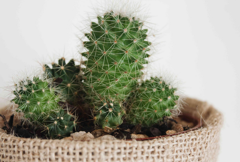 Do cacti grow well indoors?