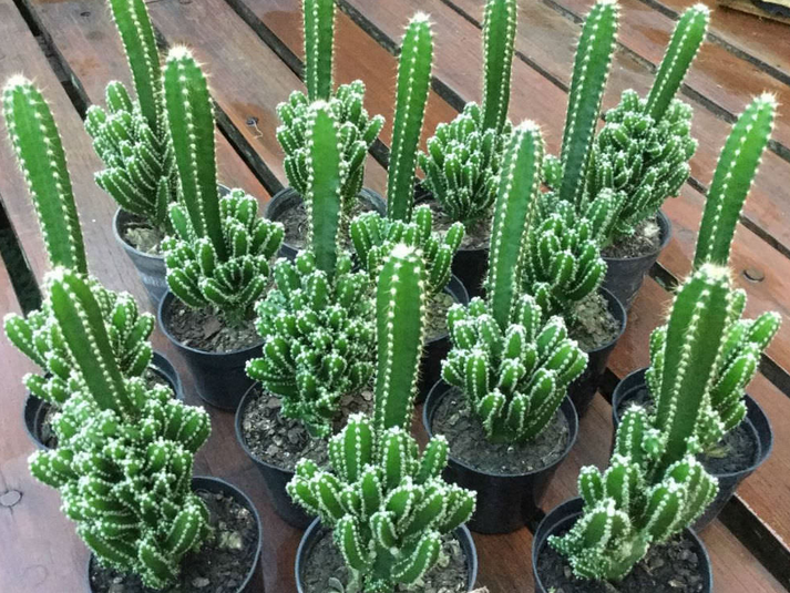 How to Grow and Care For Indoor Cacti