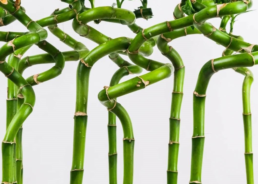 How to Care For Lucky Bamboo