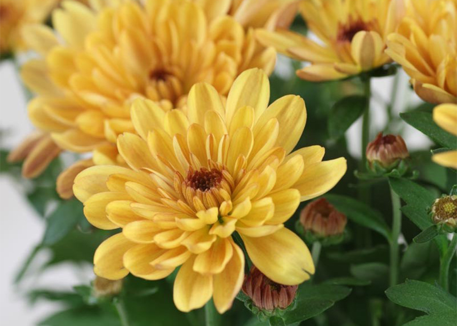 Chrysanthemum Indicum