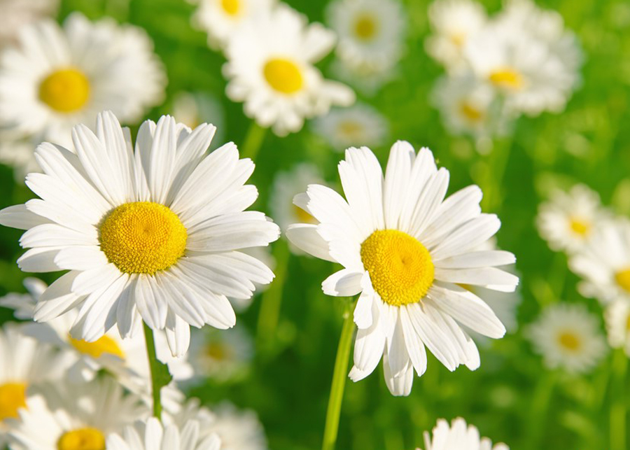 How to Care For the Daisy Flower