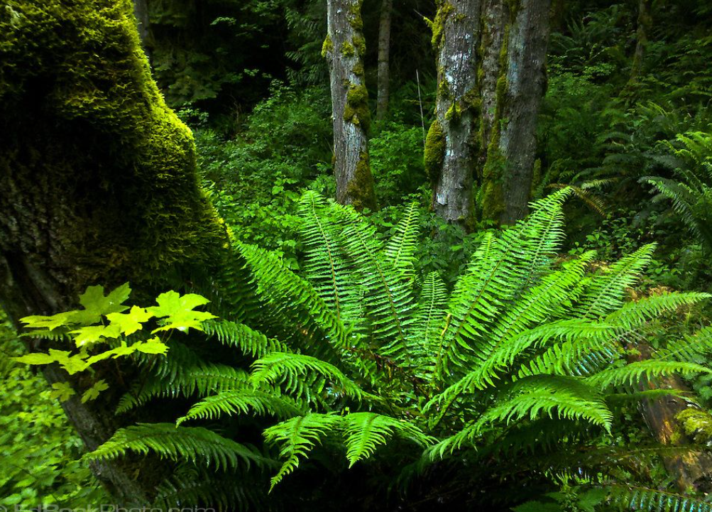 sword fern