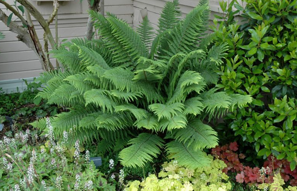 Sword Fern