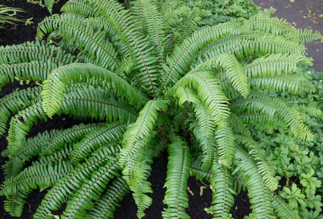 Sword Fern