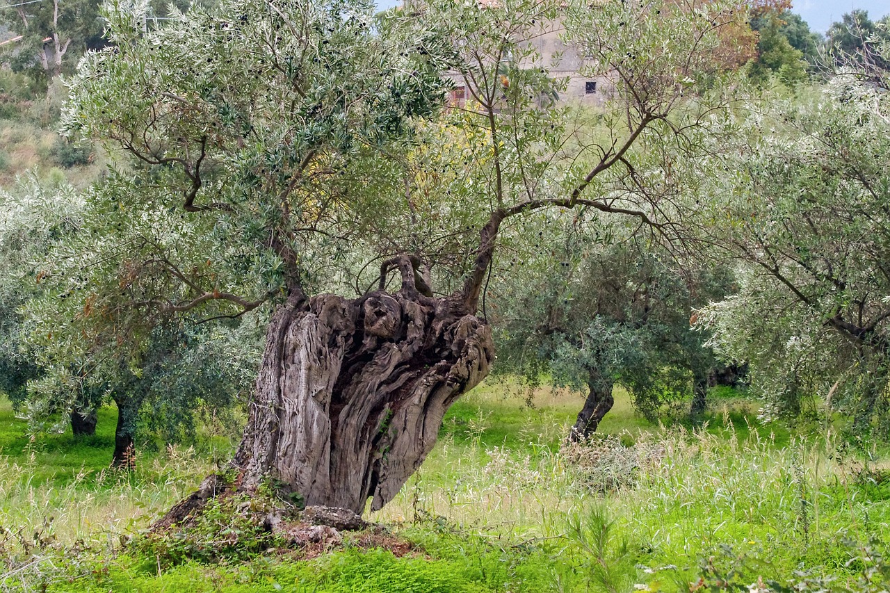 Olives: Fruit or Vegetable?