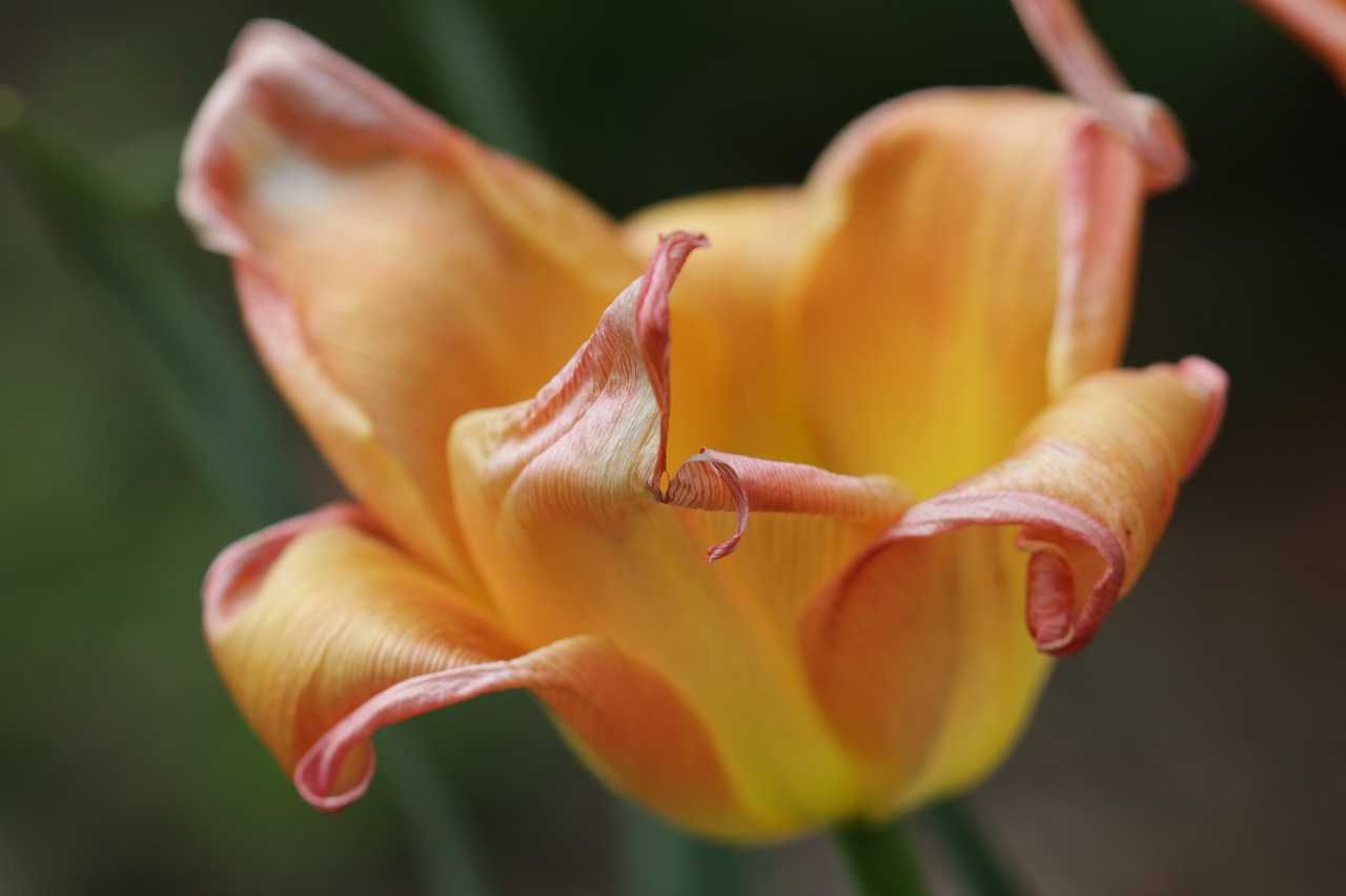 Why Are My Tulips Dying in Vase