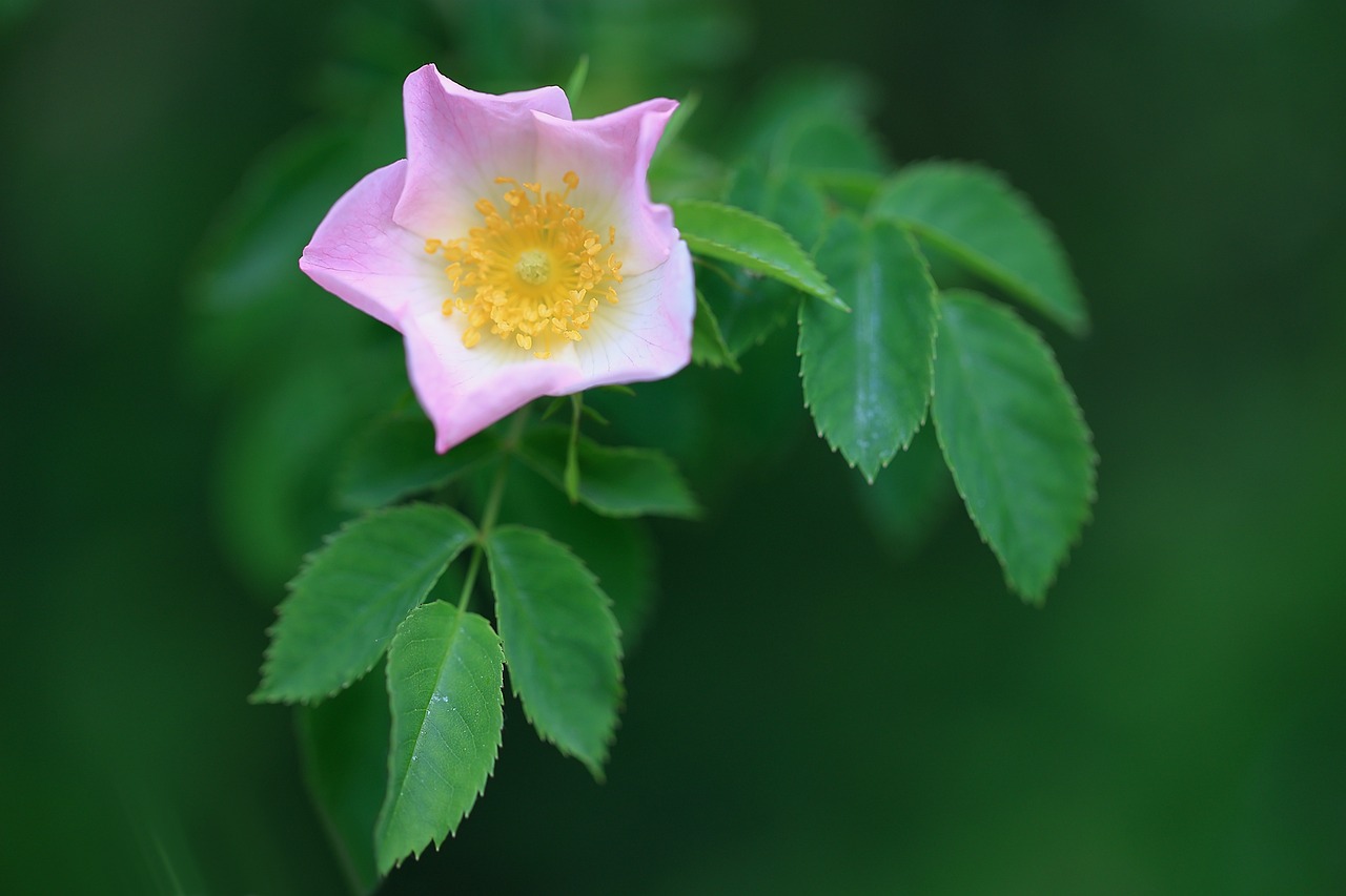 The Benefits and Uses of Rose Hip