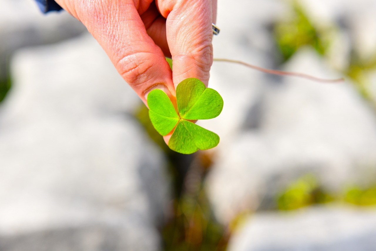 The Best Flowers for Your St. Patrick’s Day or Cinco de Mayo