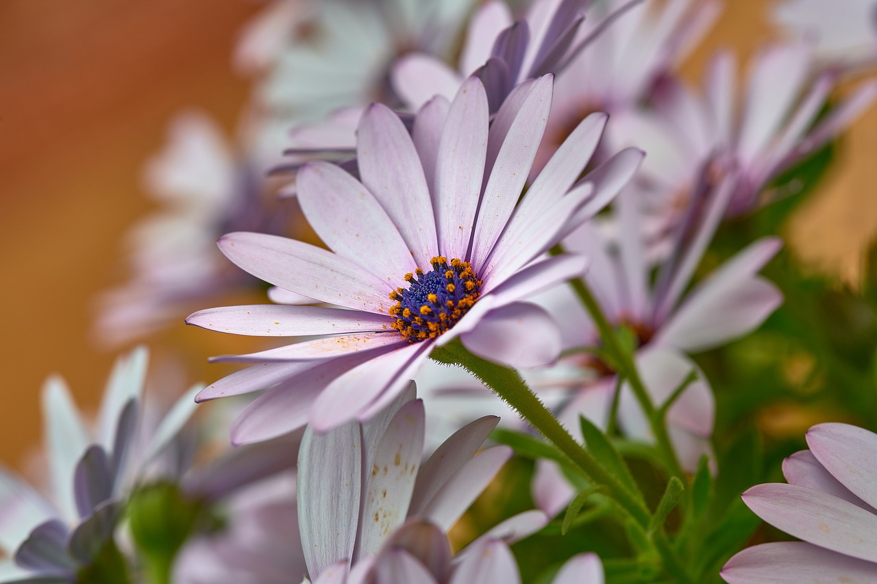 The Best Daisy Varieties for Your Garden