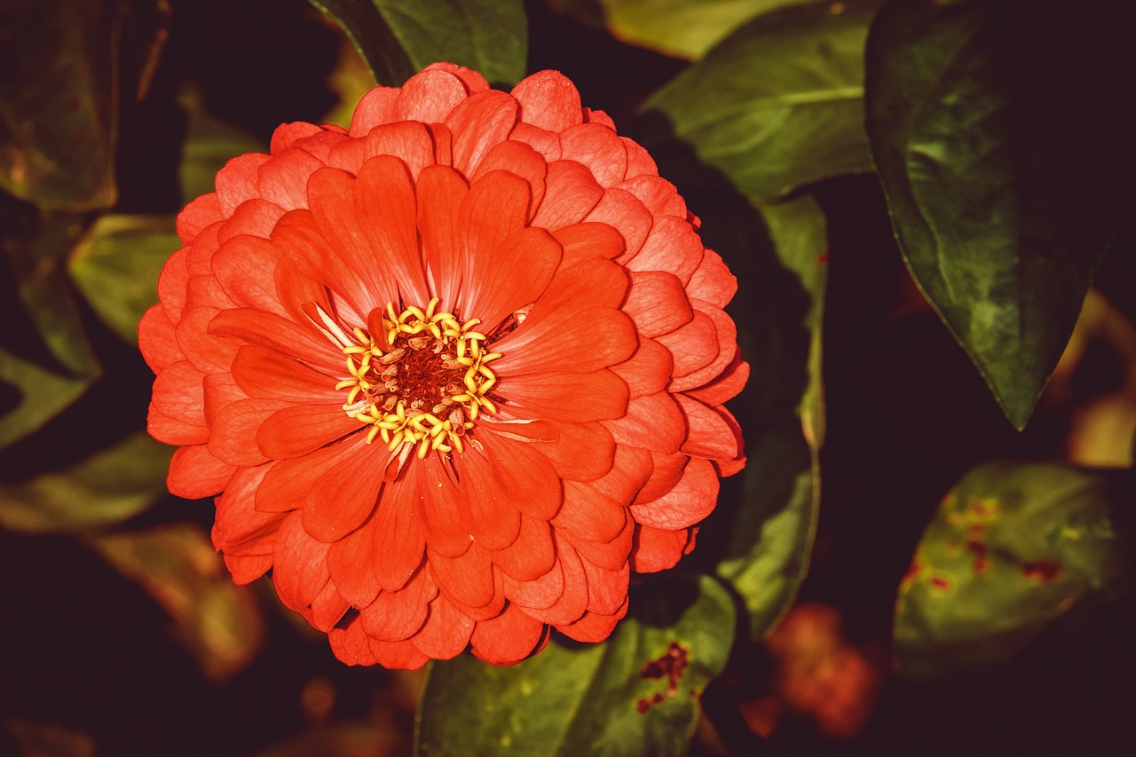 How to Cut and Arrange Zinnias