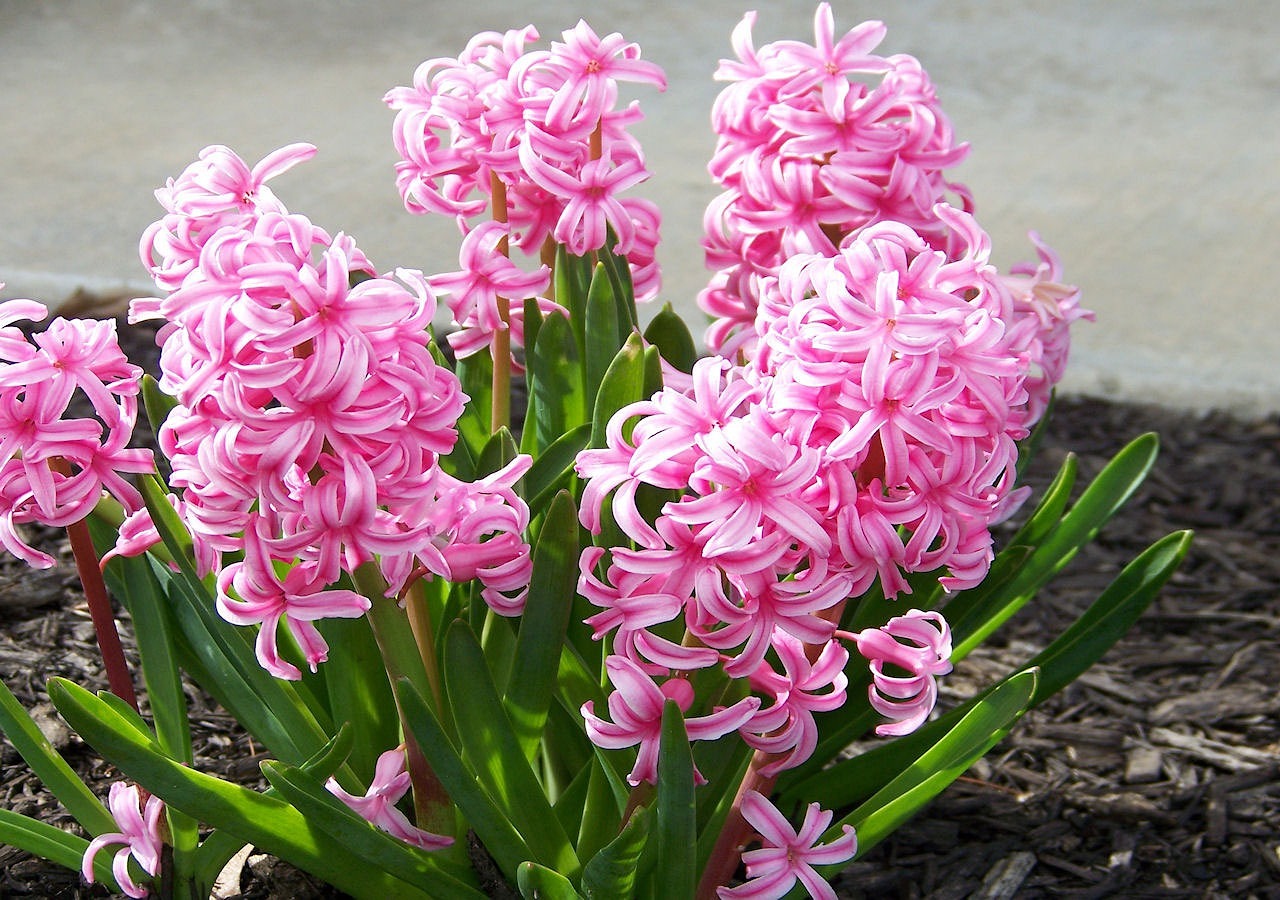 How to Grow Hyacinths in Water