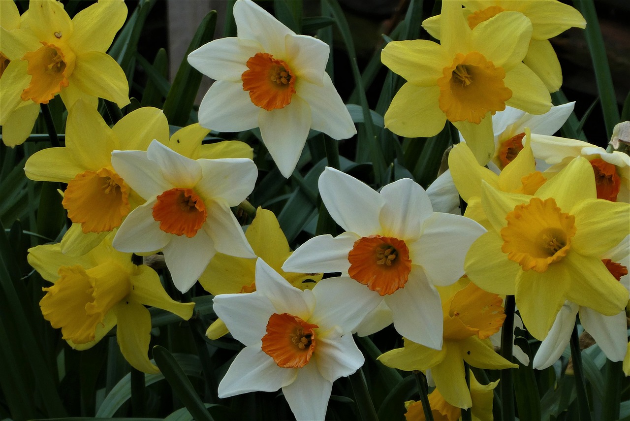 The Benefits and Uses of Narcissus Essential Oil