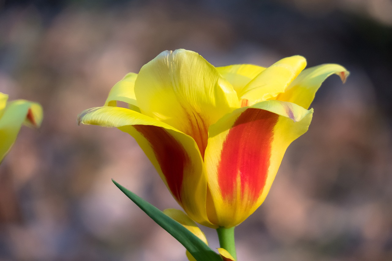 How to Grow and Care for Your Tulip