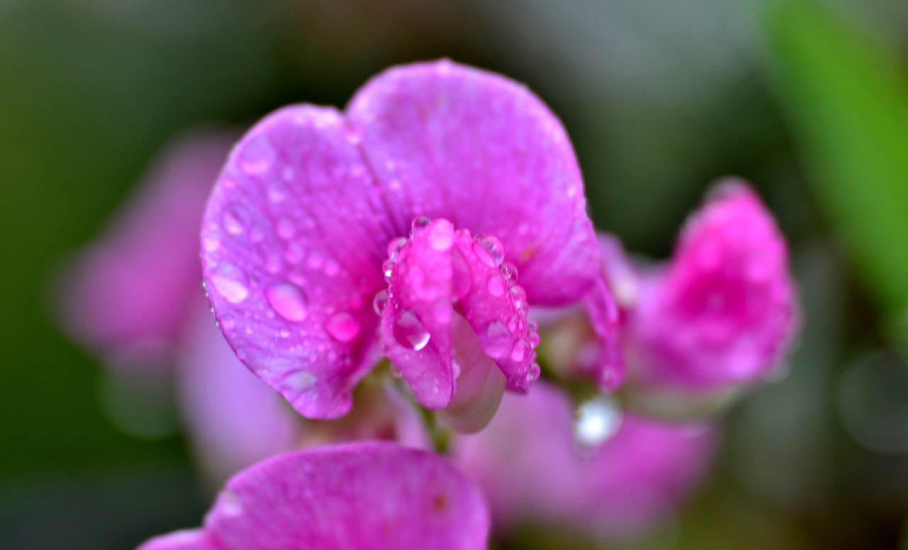 How to Grow and Care for Your Sweet Pea