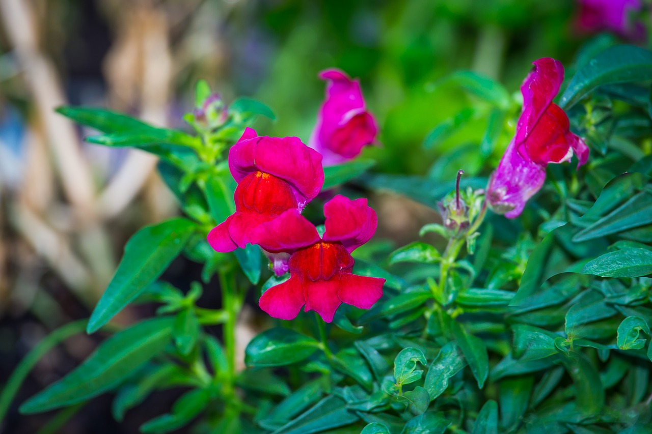 The Snapdragon: Its Meanings and Symbolism